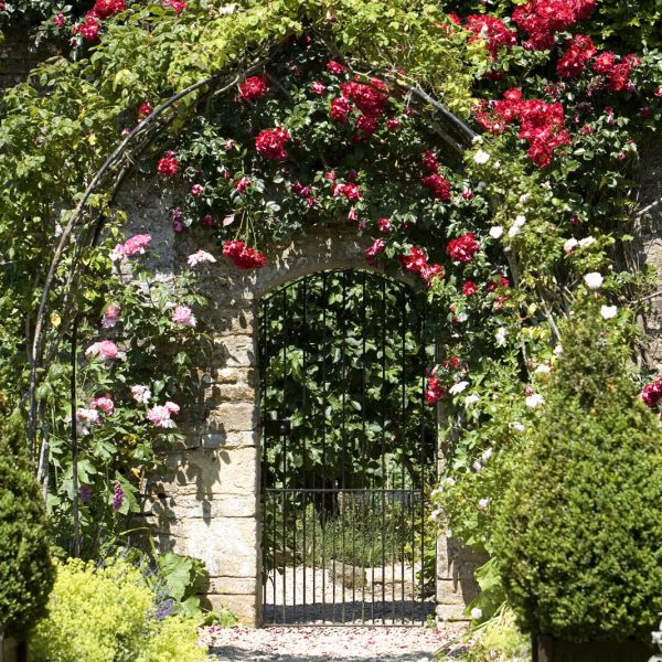 Rose arch above garden gate